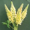 Chandelier - Lupine Seed