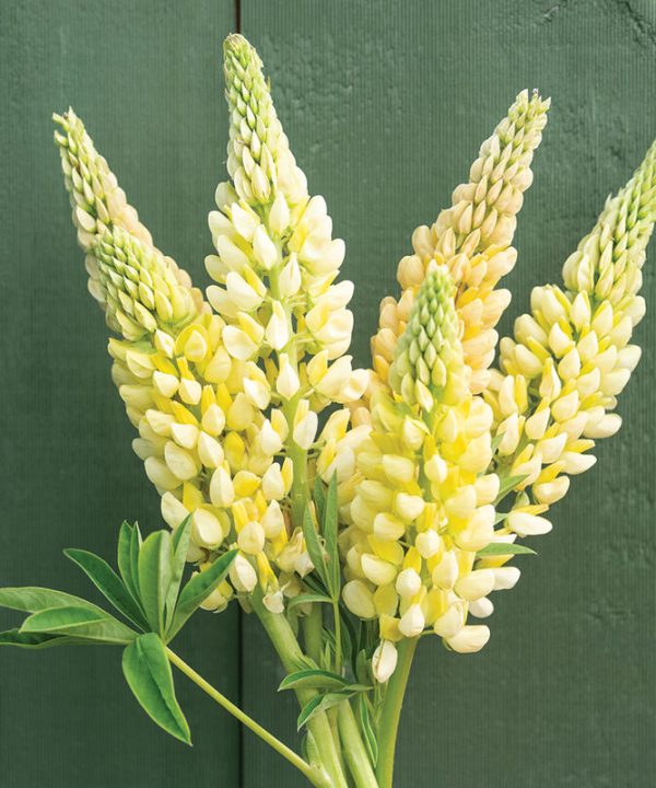 Chandelier - Lupine Seed