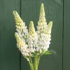 Noble Maiden - Lupine Seed