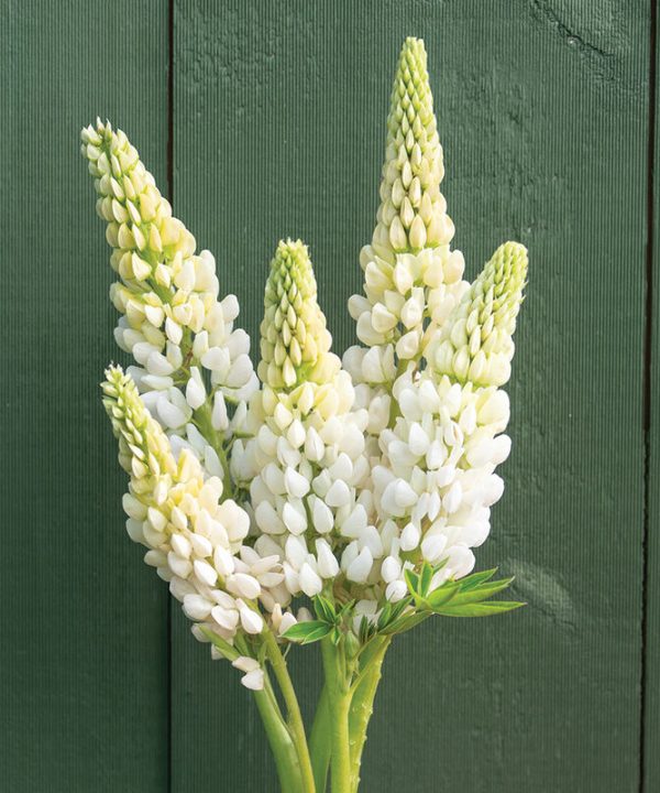 Noble Maiden - Lupine Seed