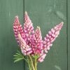 Chatelaine - Lupine Seed