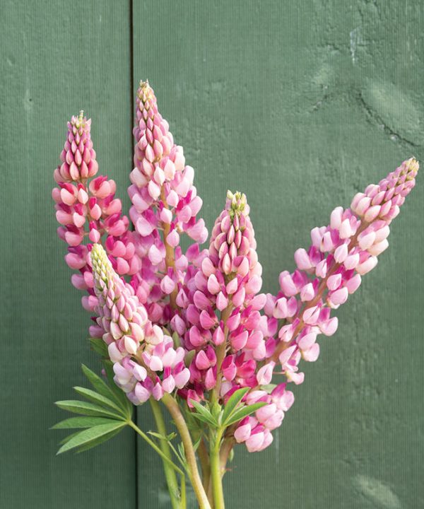 Chatelaine - Lupine Seed