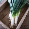 Biker - (F1) Leek Seed