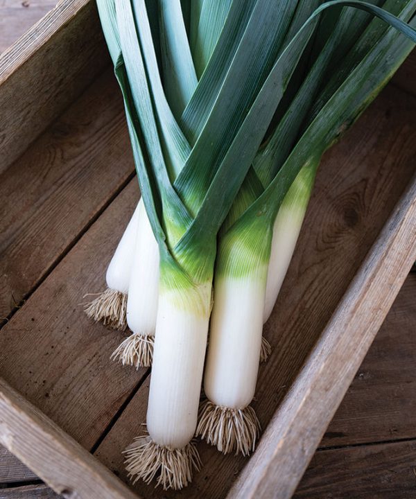 Biker - (F1) Leek Seed