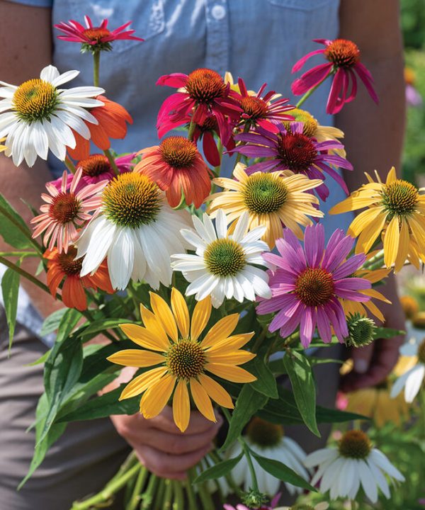 Paradiso Tall Mix - Echinacea Seed