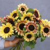 Summer Lovin - (F1) Sunflower Seed
