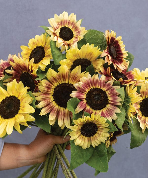 Summer Lovin - (F1) Sunflower Seed