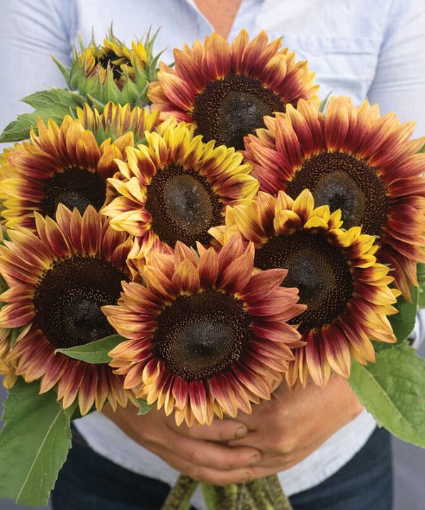 Desert Sun - (F1) Sunflower Seed