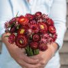 King Size Red - Strawflower Seed