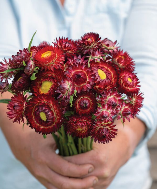 King Size Red - Strawflower Seed