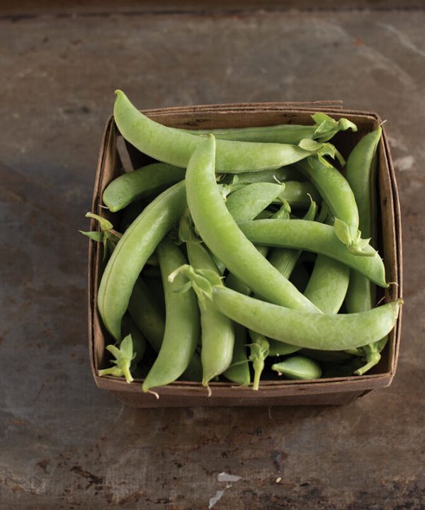 Sugar Lace II - Pea Seed
