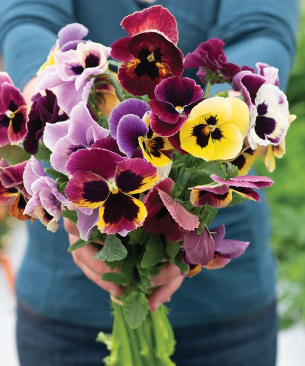 Aalsmeer King Size Mix - Viola Seed