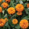 Double Zahara Bright Orange - Zinnia Seed