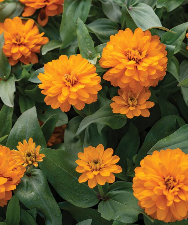 Double Zahara Bright Orange - Zinnia Seed