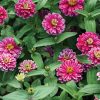 Double Zahara Raspberry Ripple - Zinnia Seed