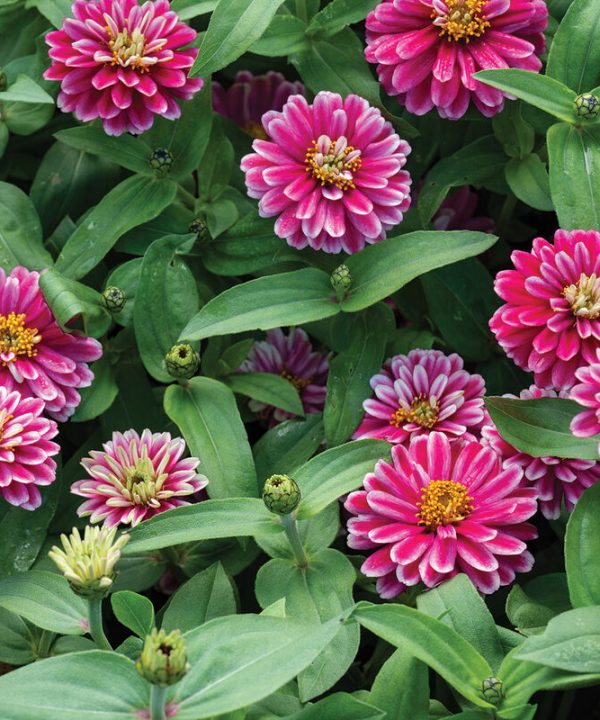 Double Zahara Raspberry Ripple - Zinnia Seed
