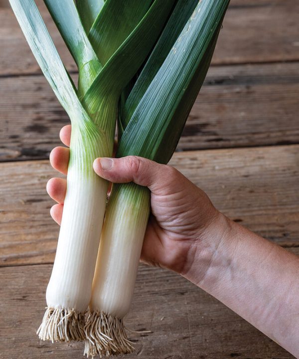 Oslo - Organic (F1) Leek Seed