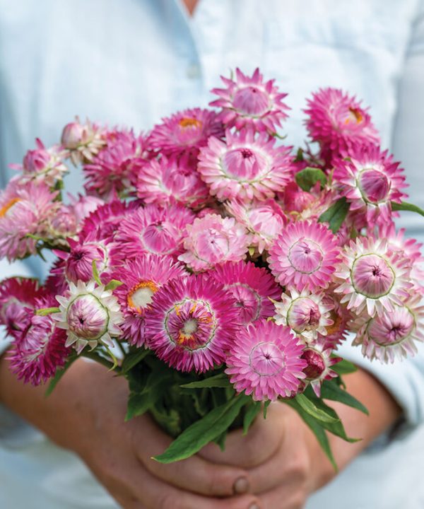 Bright Rose - Strawflower Seed