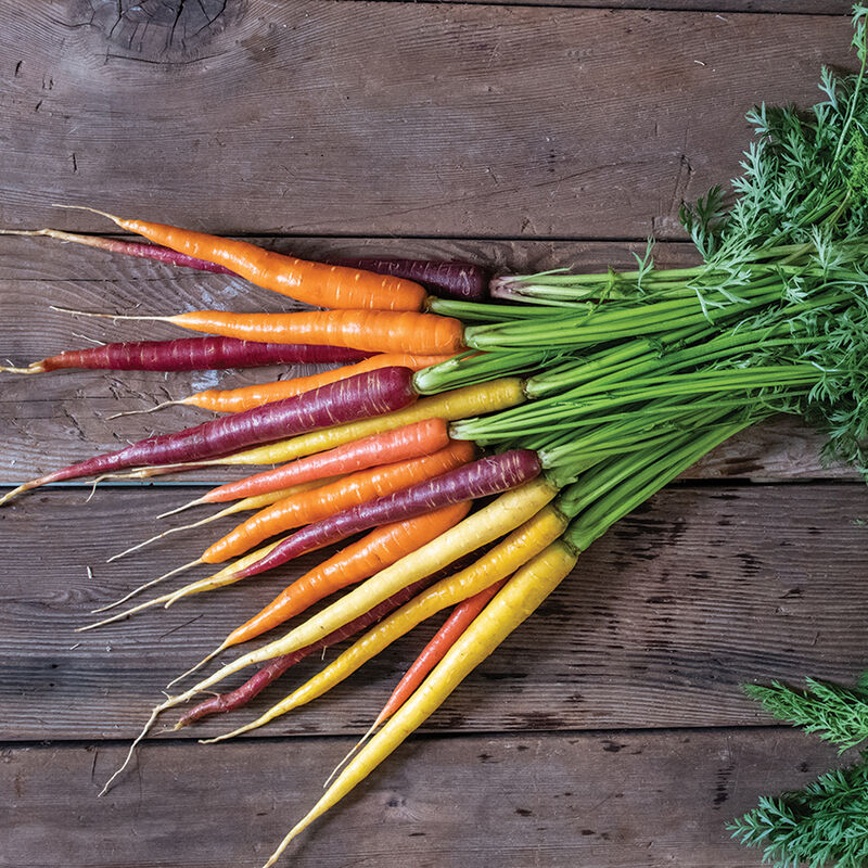 Glow Stix Moonrise Mix - Carrot Seed