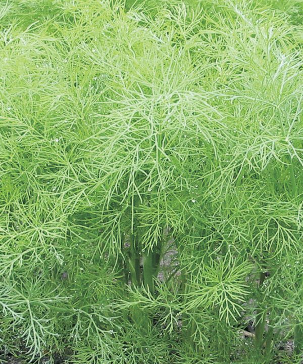 Green Sleeves - Dill Seed