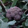 Purple Magic - (F1) Broccoli Seed