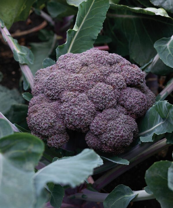 Purple Magic - (F1) Broccoli Seed