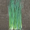 Nelly - Organic Chive Seed
