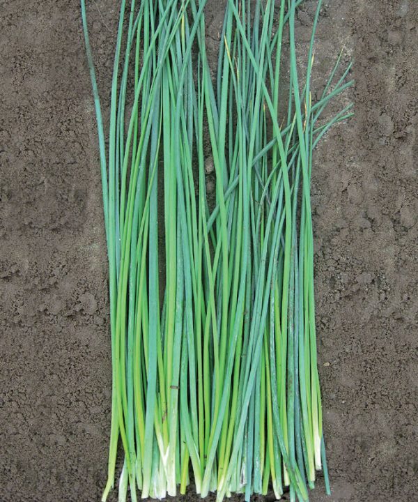 Nelly - Organic Chive Seed