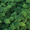 Katinka - Parsley Seed