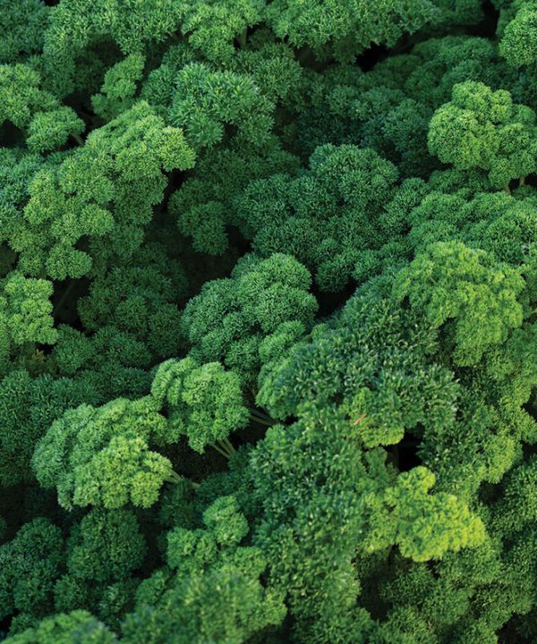 Katinka - Parsley Seed