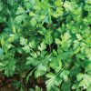 Topit - Parsley Seed