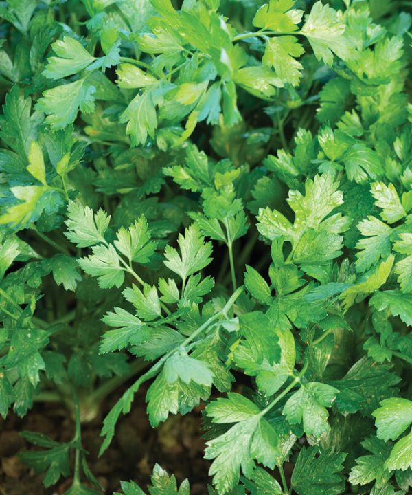 Topit - Parsley Seed