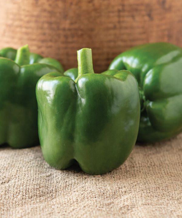 Autry - (F1) Bell Pepper Seed