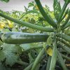 Kefren - (F1) Zucchini Squash Seed