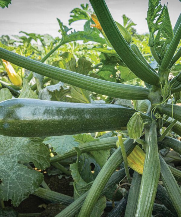 Kefren - (F1) Zucchini Squash Seed