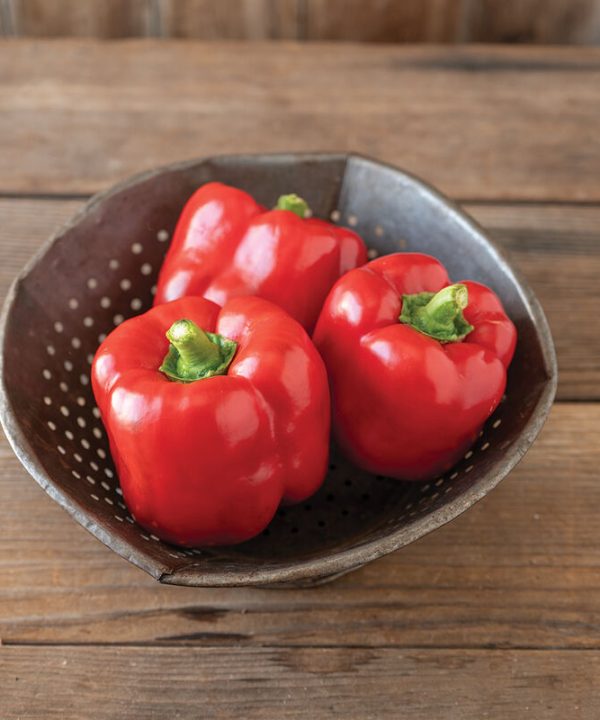 Sailfish - (F1) Bell Pepper Seed