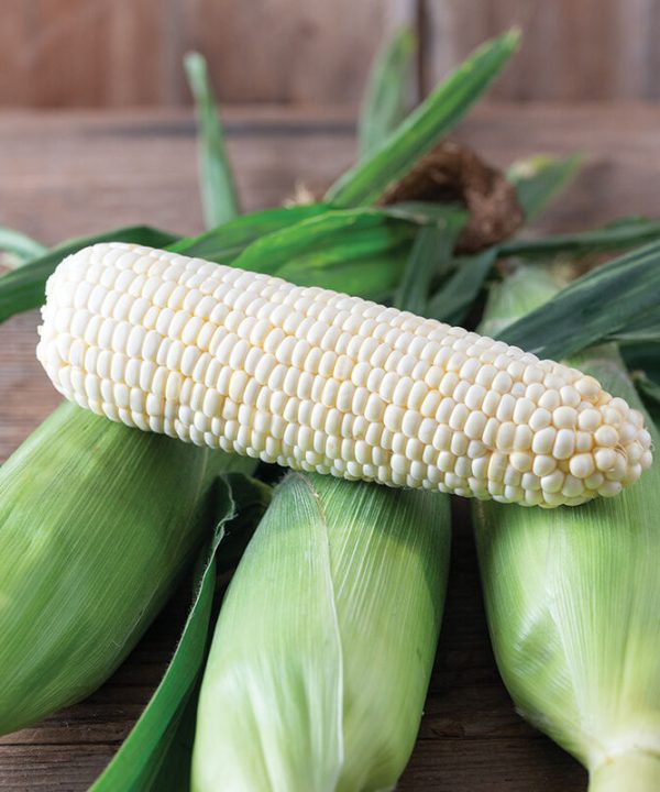 Eden RMN - (F1) Corn Seed