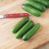 Qwerty - (F1) Cucumber Seed