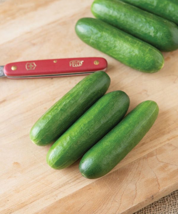 Qwerty - (F1) Cucumber Seed