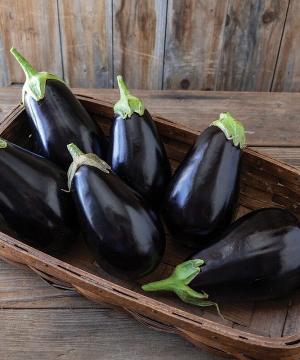 Thanos - (F1) Eggplant Seed