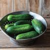 Gershwin - (F1) Cucumber Seed