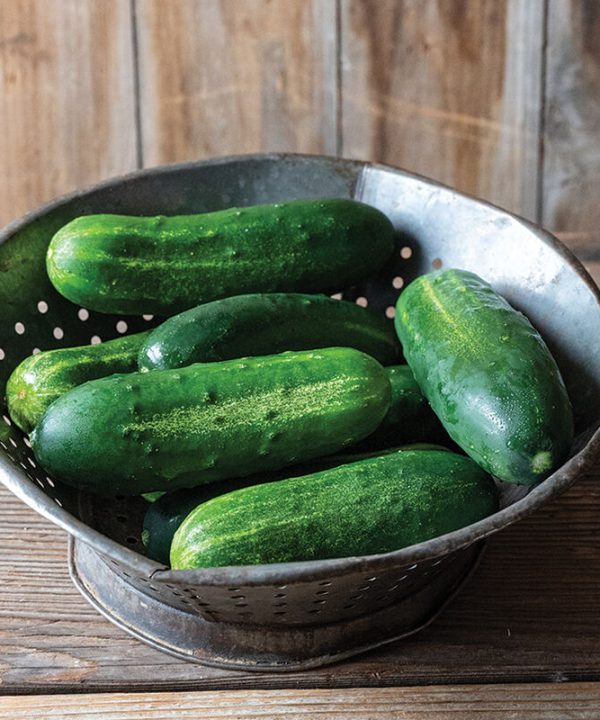 Gershwin - (F1) Cucumber Seed
