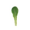 Reyes - Organic Lettuce Seed