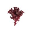Catalina - Organic Lettuce Seed
