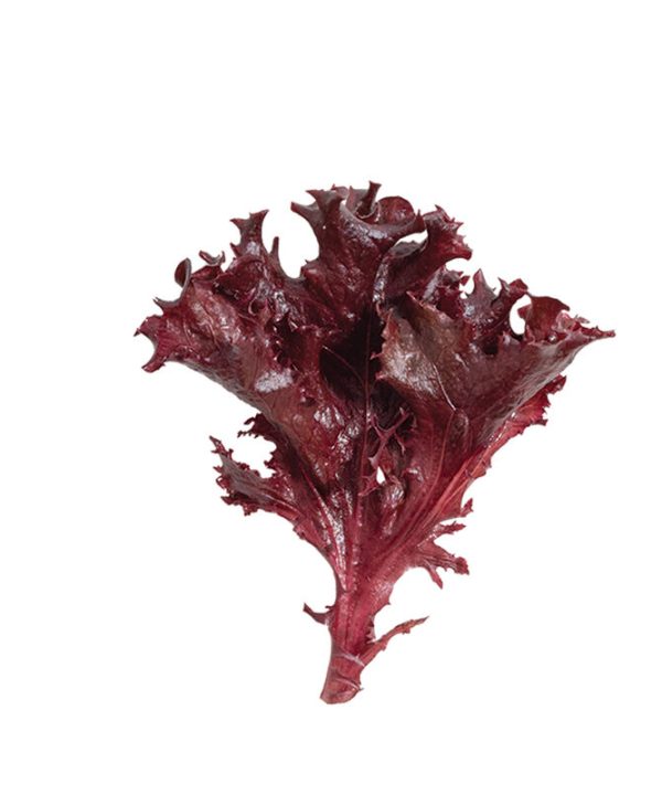 Catalina - Organic Lettuce Seed