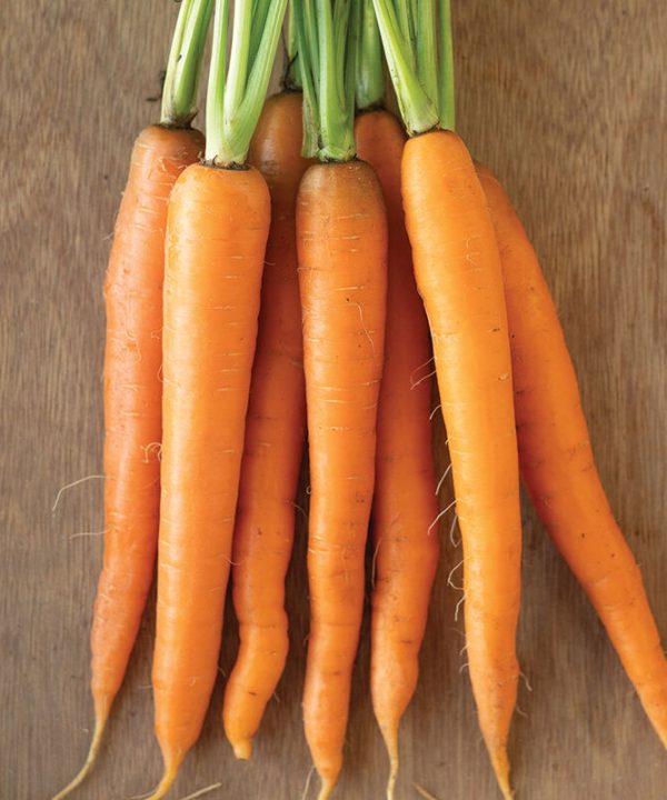Caravel - Organic (F1) Carrot Seed