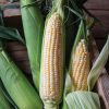 Bolt XR - (F1) Corn Seed