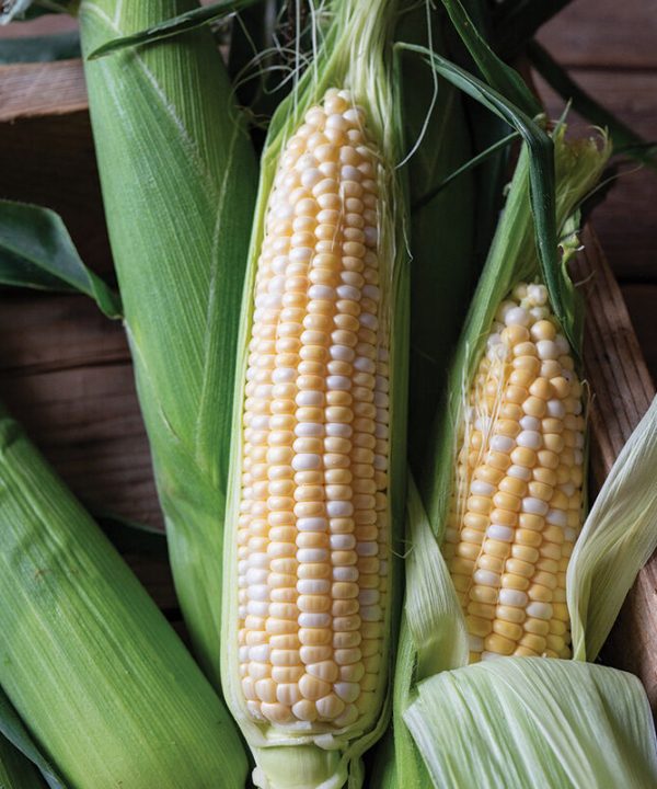 Bolt XR - (F1) Corn Seed