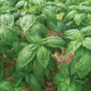 Noga Prospera Active DMR - Organic Basil Seed