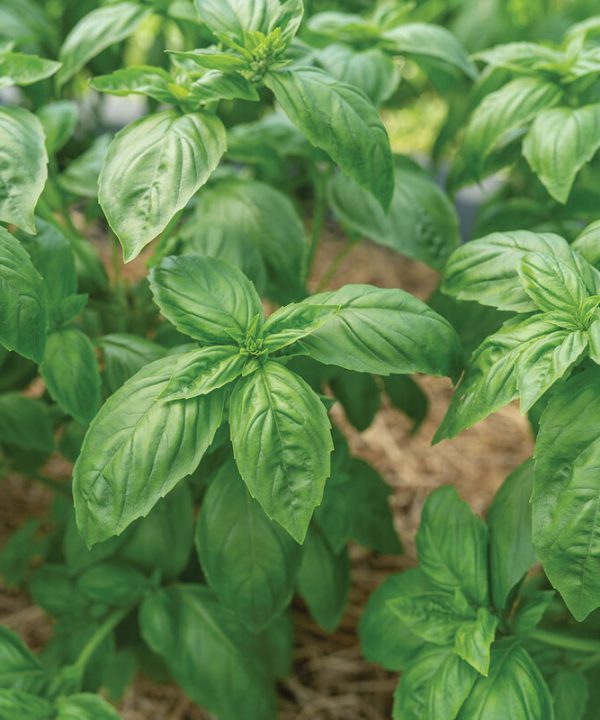 Noga Prospera Active DMR - Organic Basil Seed